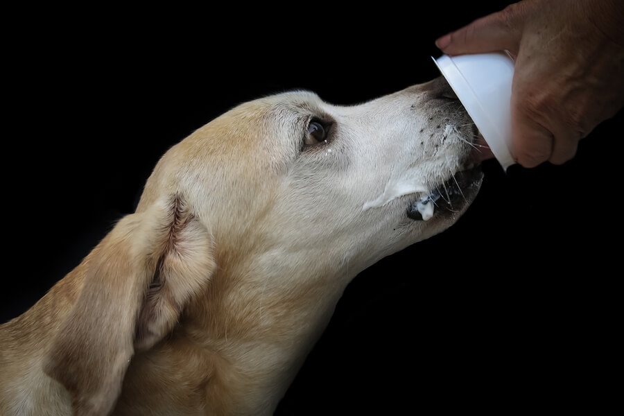 Mag een hond yoghurt eten? Is yoghurt goed of slecht voor je hond?